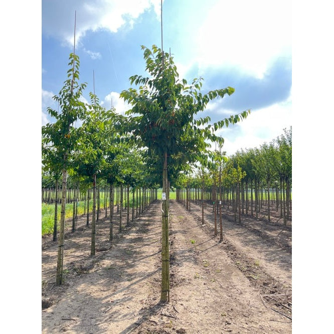 Tokyokörsbär - Prunus yedoensis - Stammens omkrets 20-25 cm, höjd 4-4,5 meter, HS,